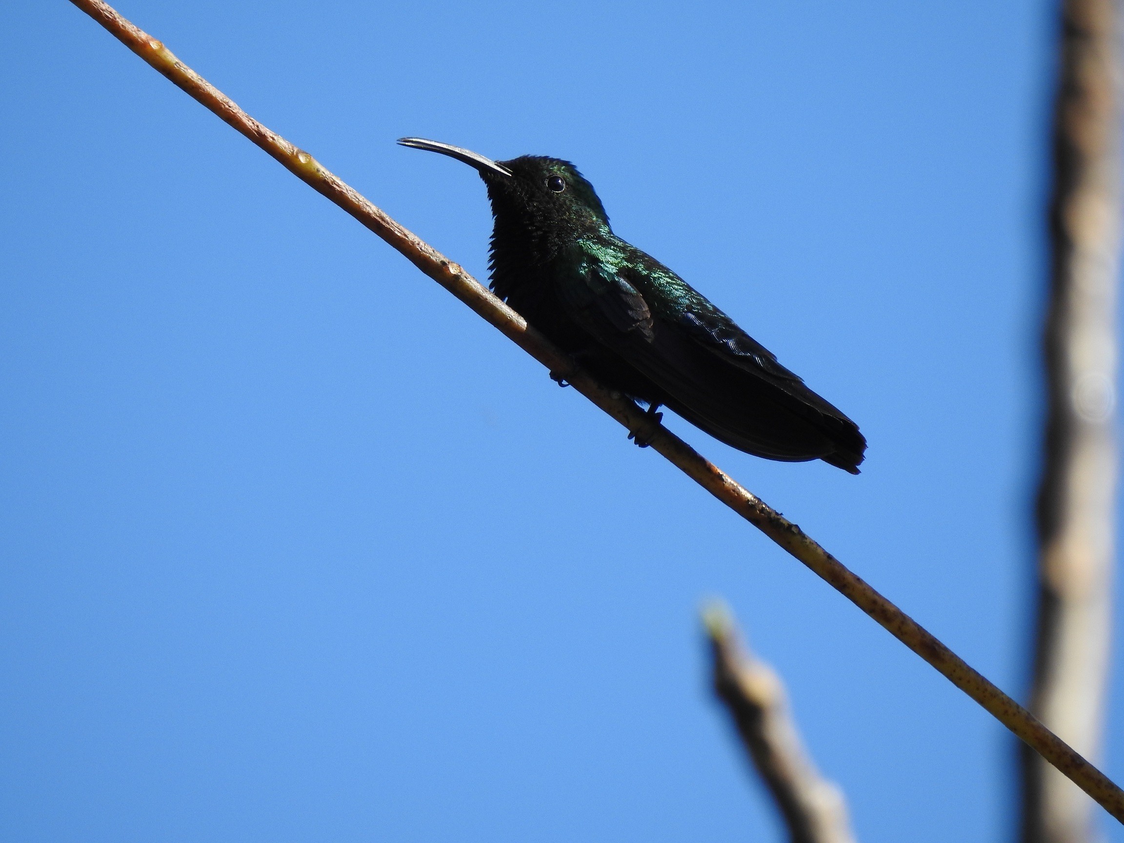 Colibri