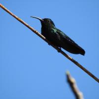 Colibri