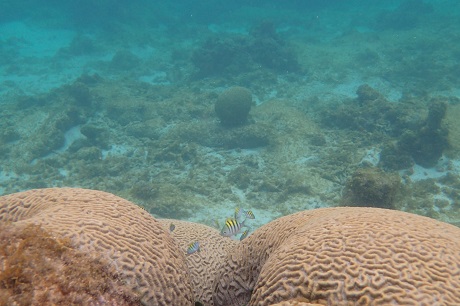 Corail à Fajou