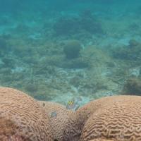 Corail à Fajou