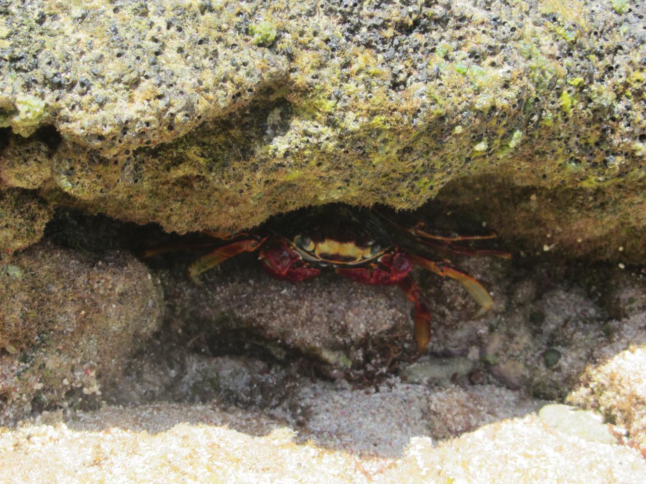 Photos de Guadeloupe