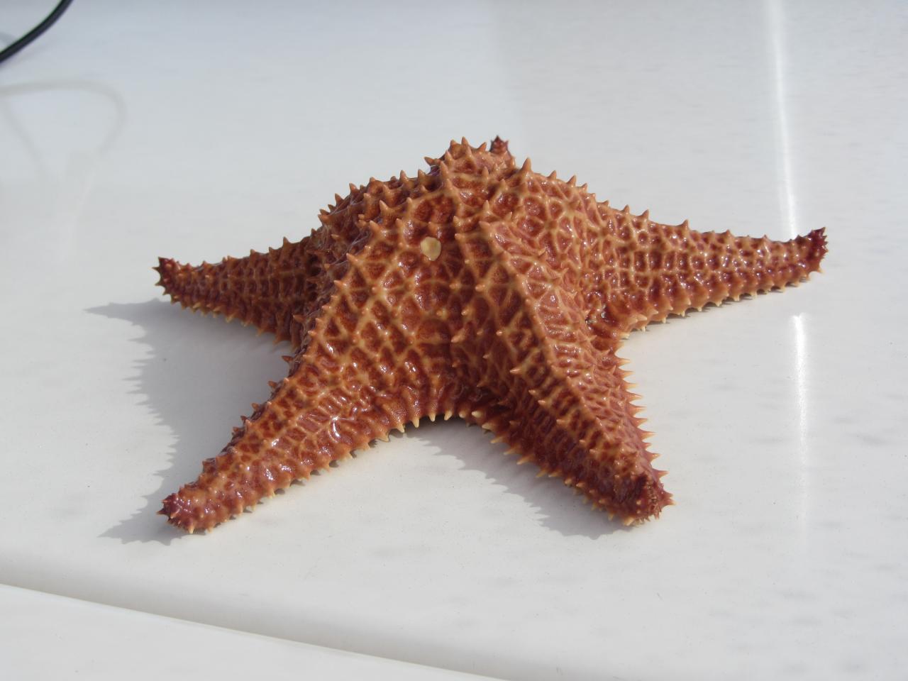 Photos de Guadeloupe