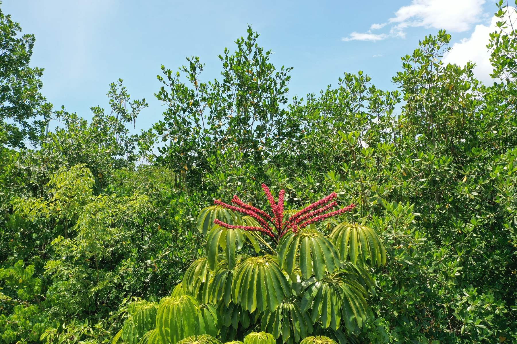 Fleur de mangrove