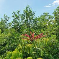 Fleur de mangrove