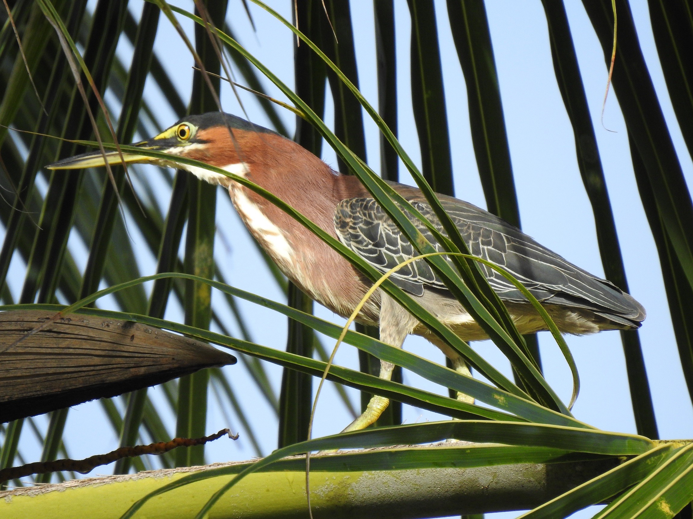 Heron vert