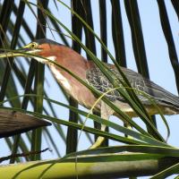 Heron vert