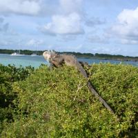 Iguane à Petite Terre