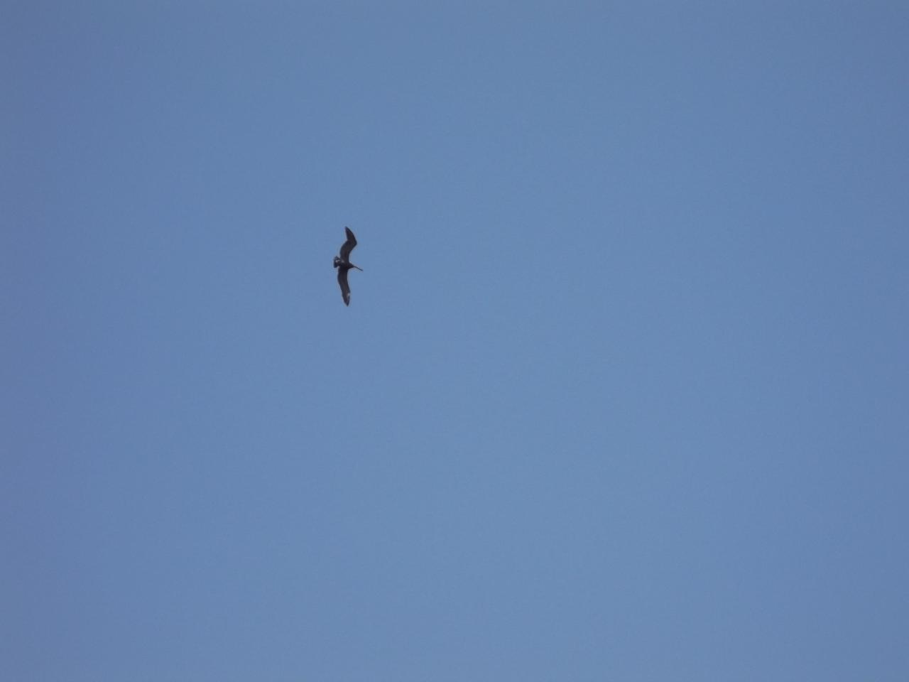 Les Saintes Pelican ciel