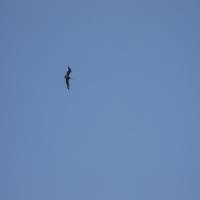 Les Saintes Pelican ciel