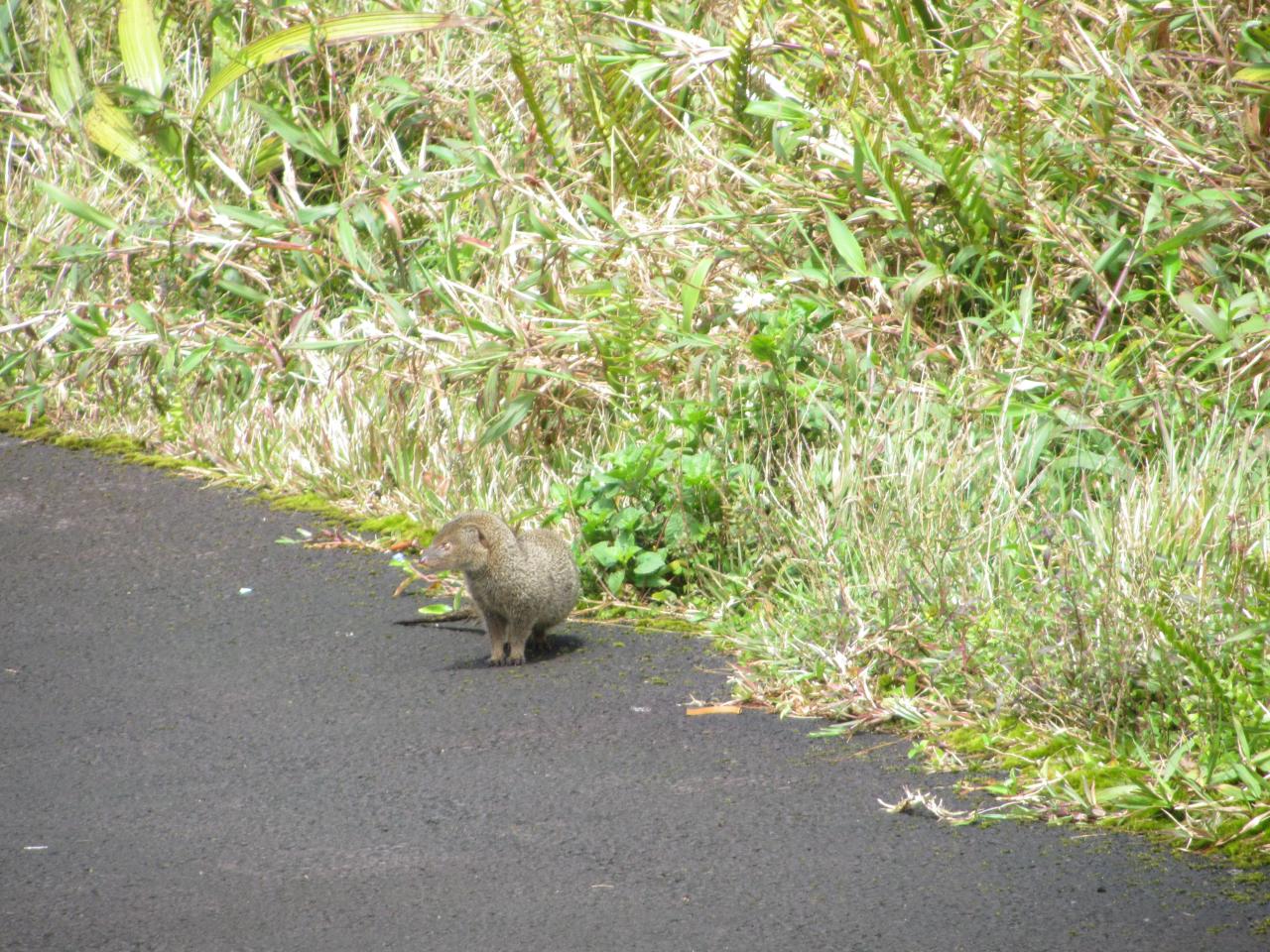 Photos de Guadeloupe