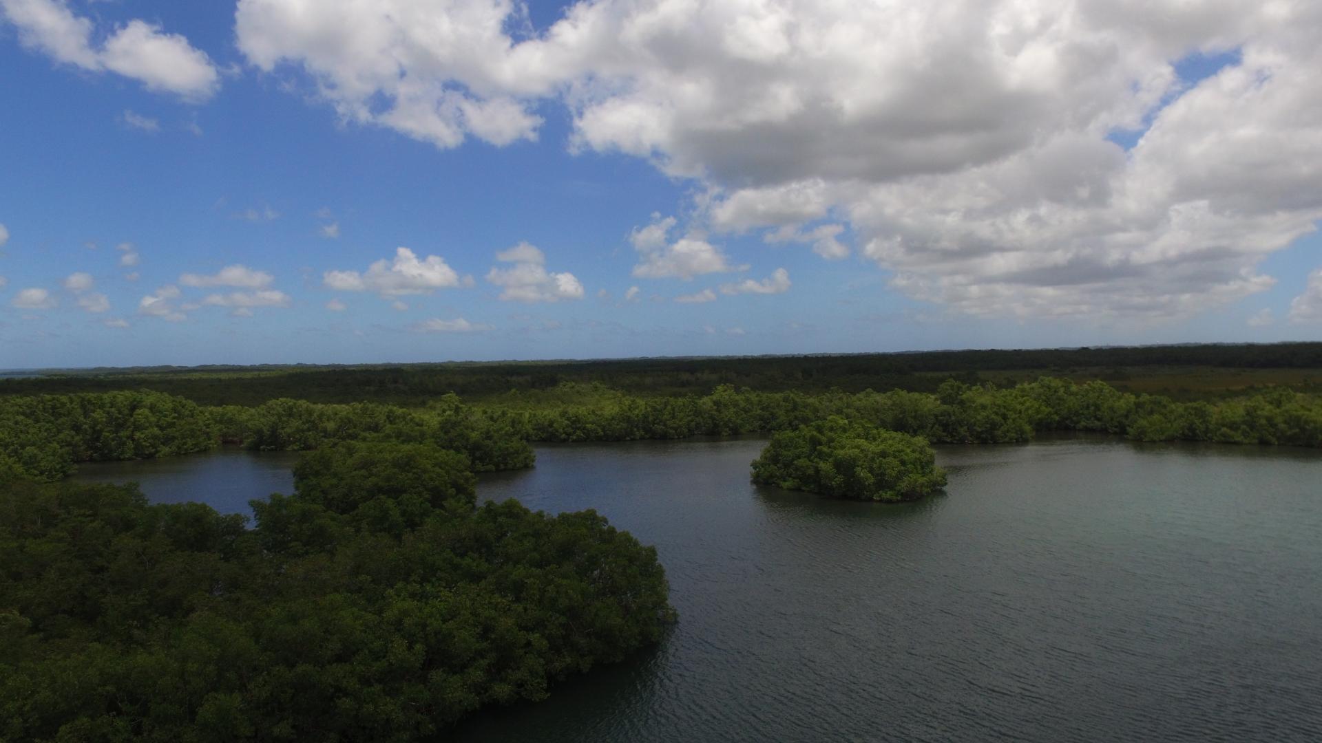mangrove 