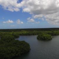 mangrove 