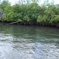 Mangrove sur la Riviere Salée