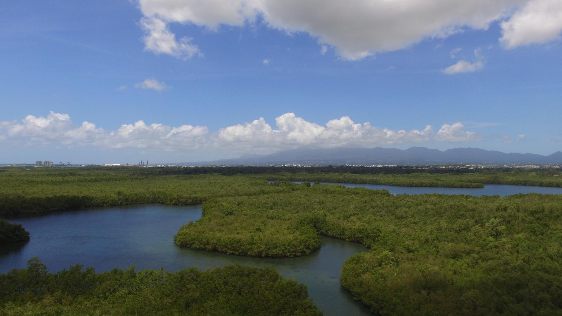 mangrove3