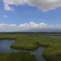 mangrove3