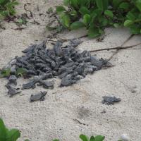 Naissance de tortue a l'ilet Caret (3)