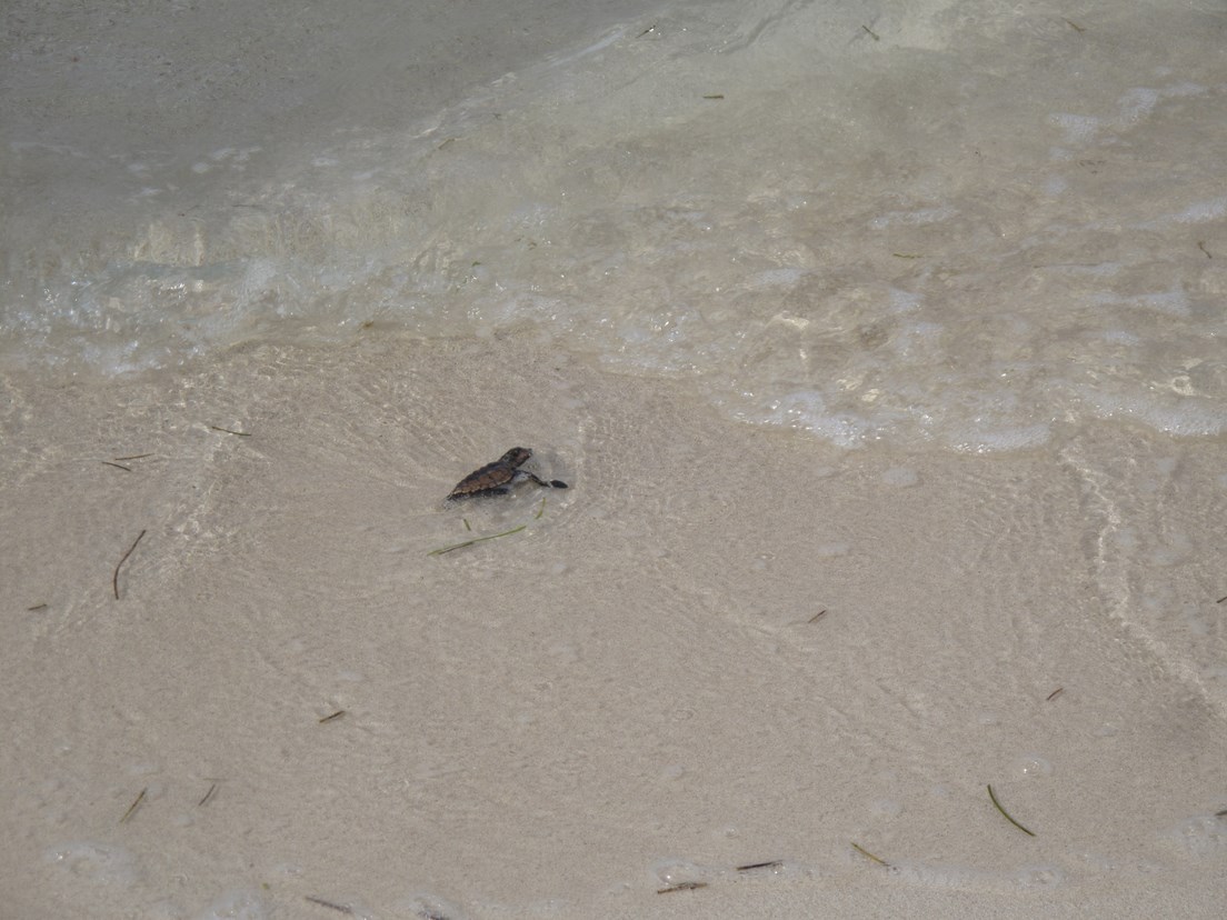 Naissance de tortue a l'ilet Caret (4)