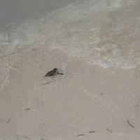 Naissance de tortue a l'ilet Caret (4)