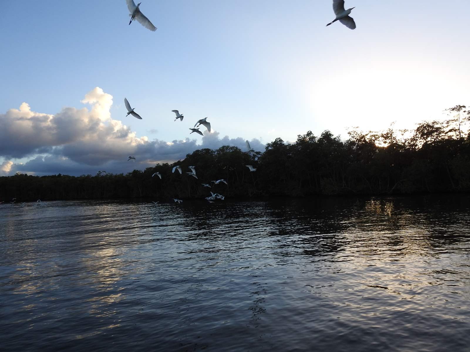 Oiseaux dans la riviere salee 2 