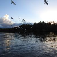 Oiseaux dans la riviere salee 2 