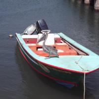 Pelican sur une Saintoise