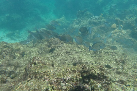 Poissons Bleus