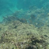 Poissons Bleus