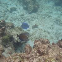 poissons sur la barriére de corail