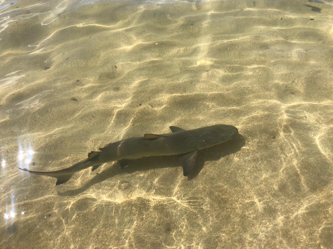 Requin à Fajou