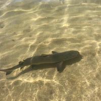 Requin à Fajou