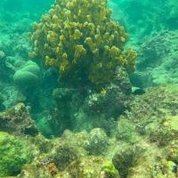Sur la Barriere de Corail de Fajou