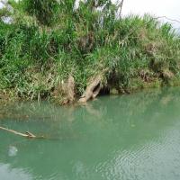 Tortue sur la riviére A Goyave