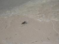 Naissance de tortue a l ilet caret 4
