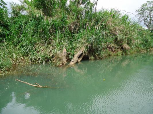 tortue-sur-la-riviere-a-goyave.jpg