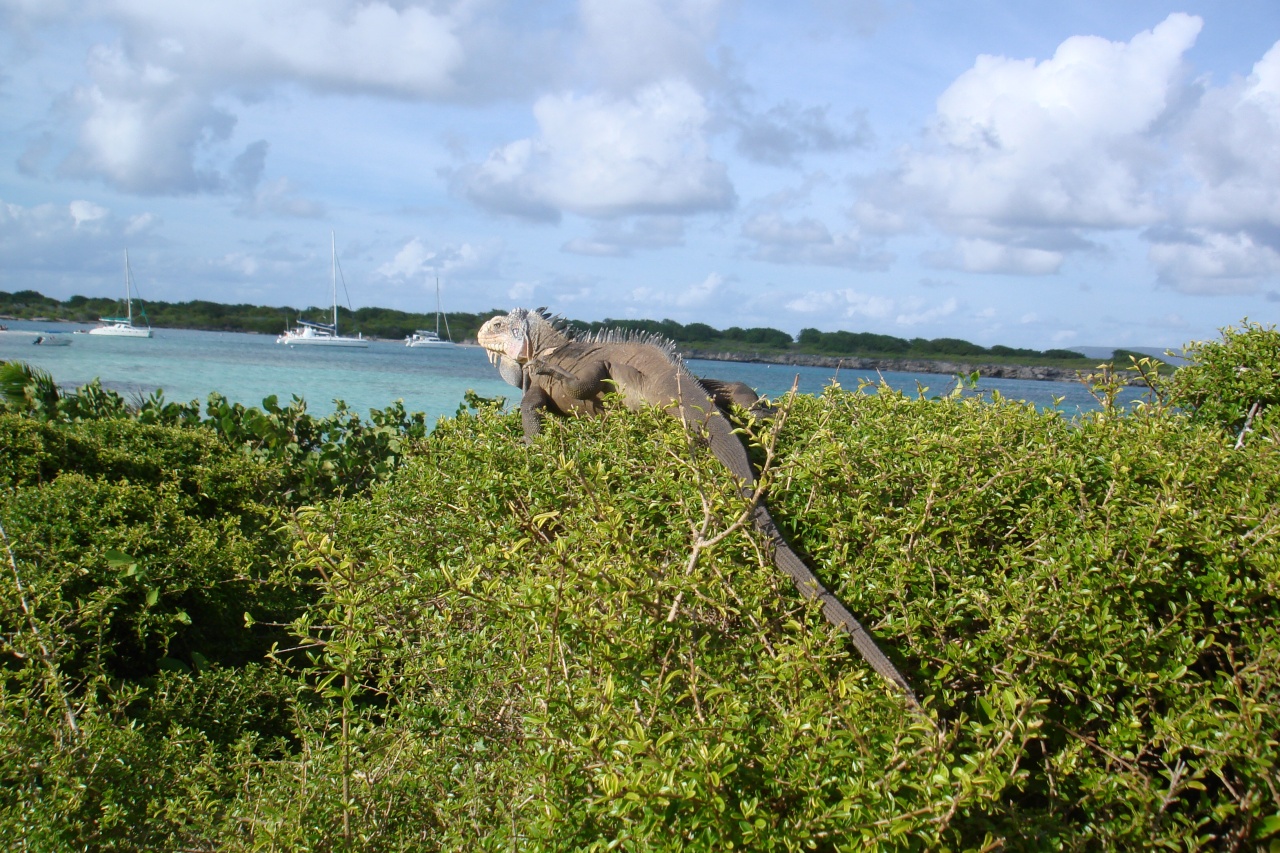 Iguane à Petite Terre