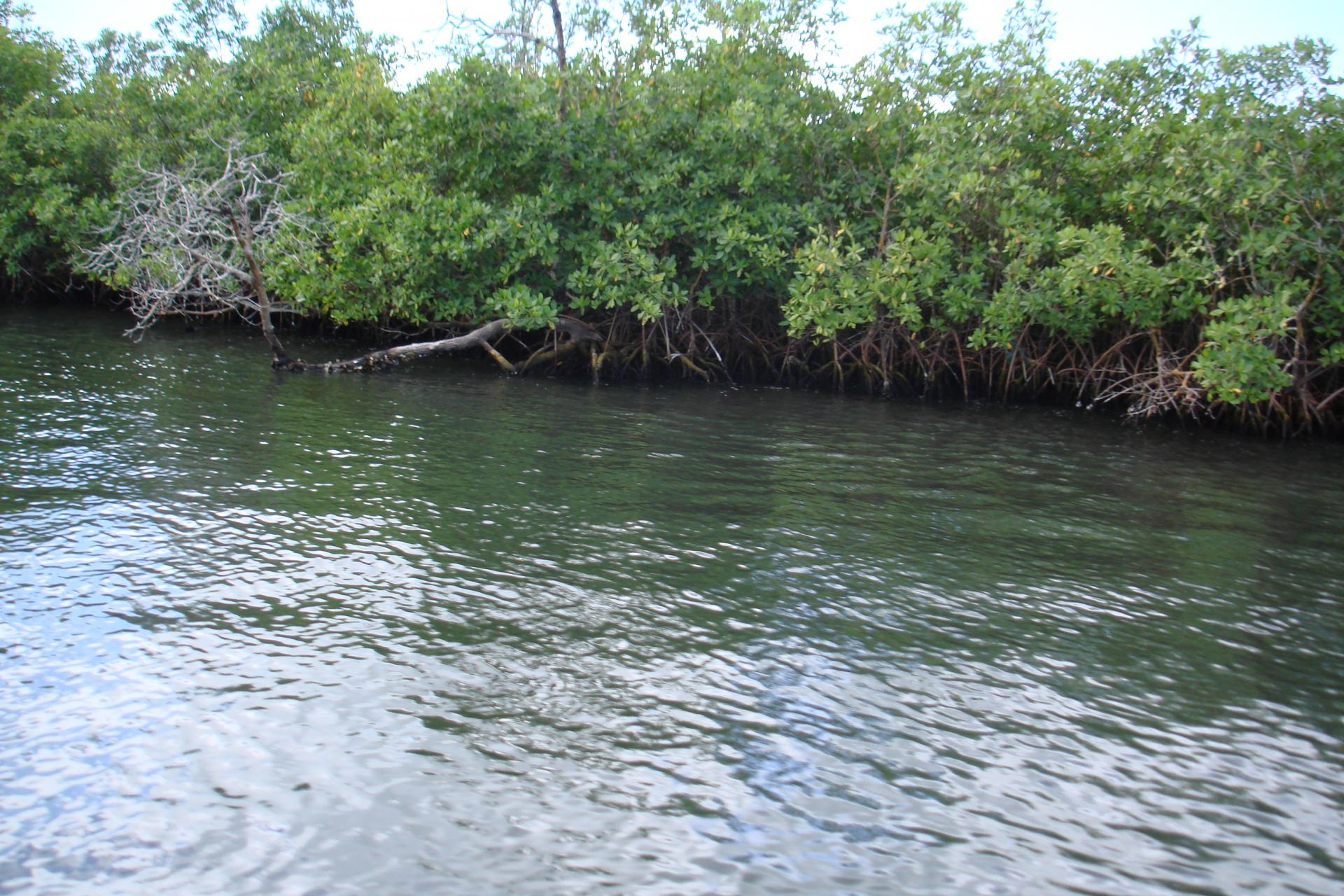 Mangrove sur la Riviere Salée