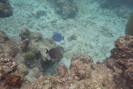 poissons sur la barriére de corail