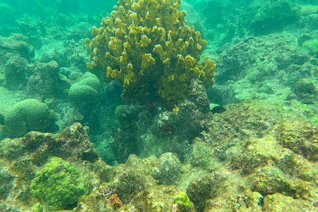 Sur la barriere de corail de fajou